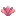 Cactus Flower